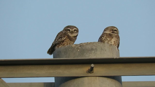 Spotted Owlet - ML619568176