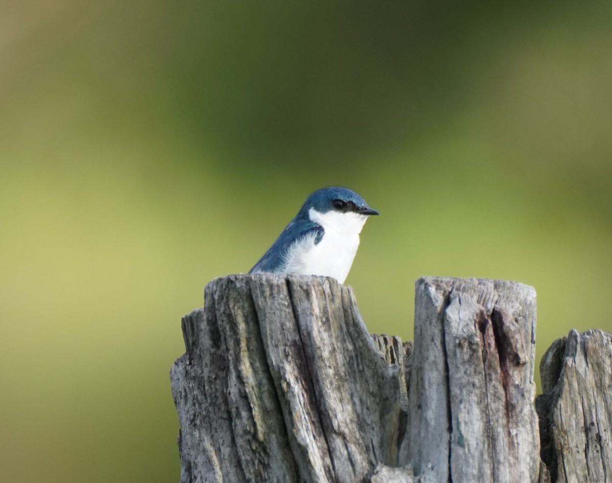 White-winged Swallow - ML619568180
