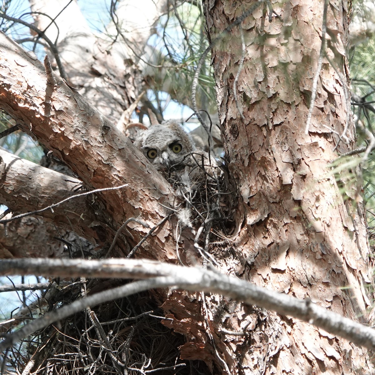 Great Horned Owl - ML619568233