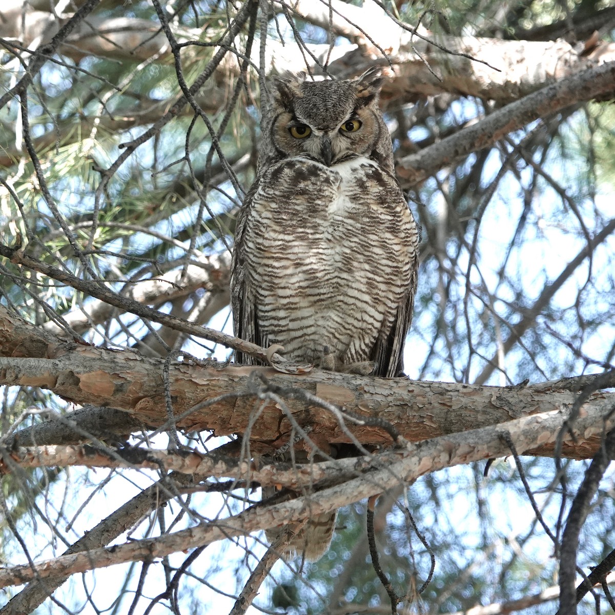 Great Horned Owl - ML619568237