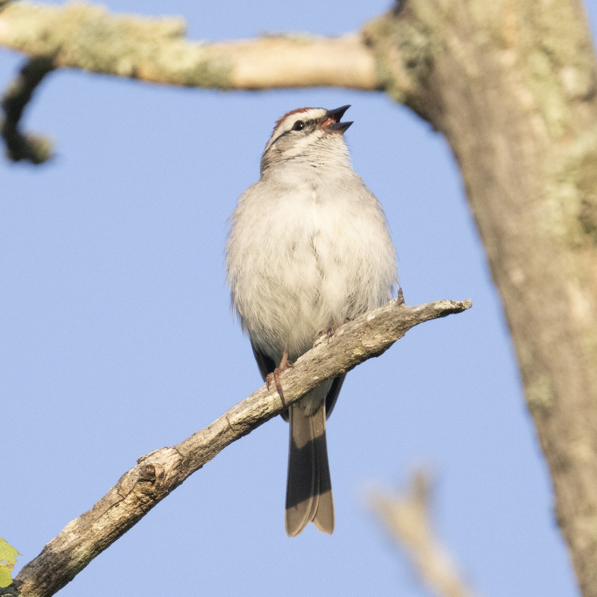 Chipping Sparrow - ML619568305