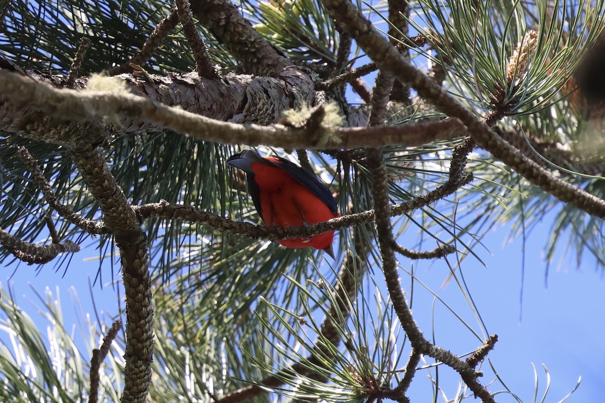 Scarlet Tanager - ML619568325