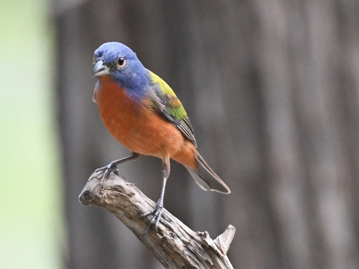 Painted Bunting - ML619568346
