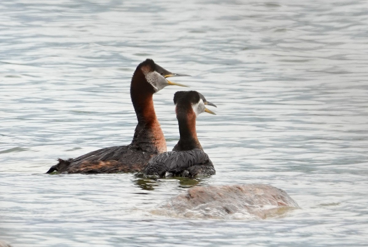 Red-necked Grebe - ML619568363