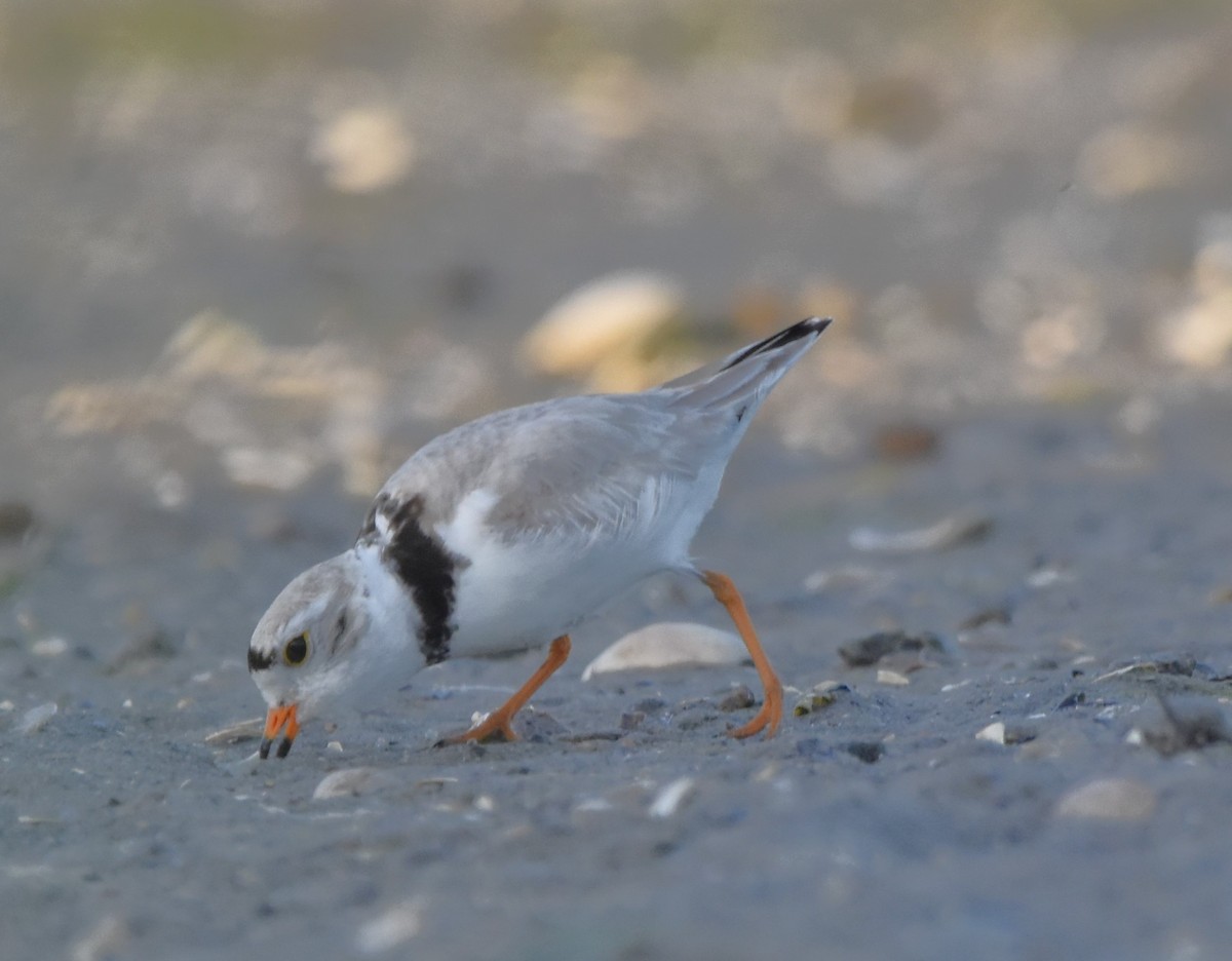 Piping Plover - ML619568447