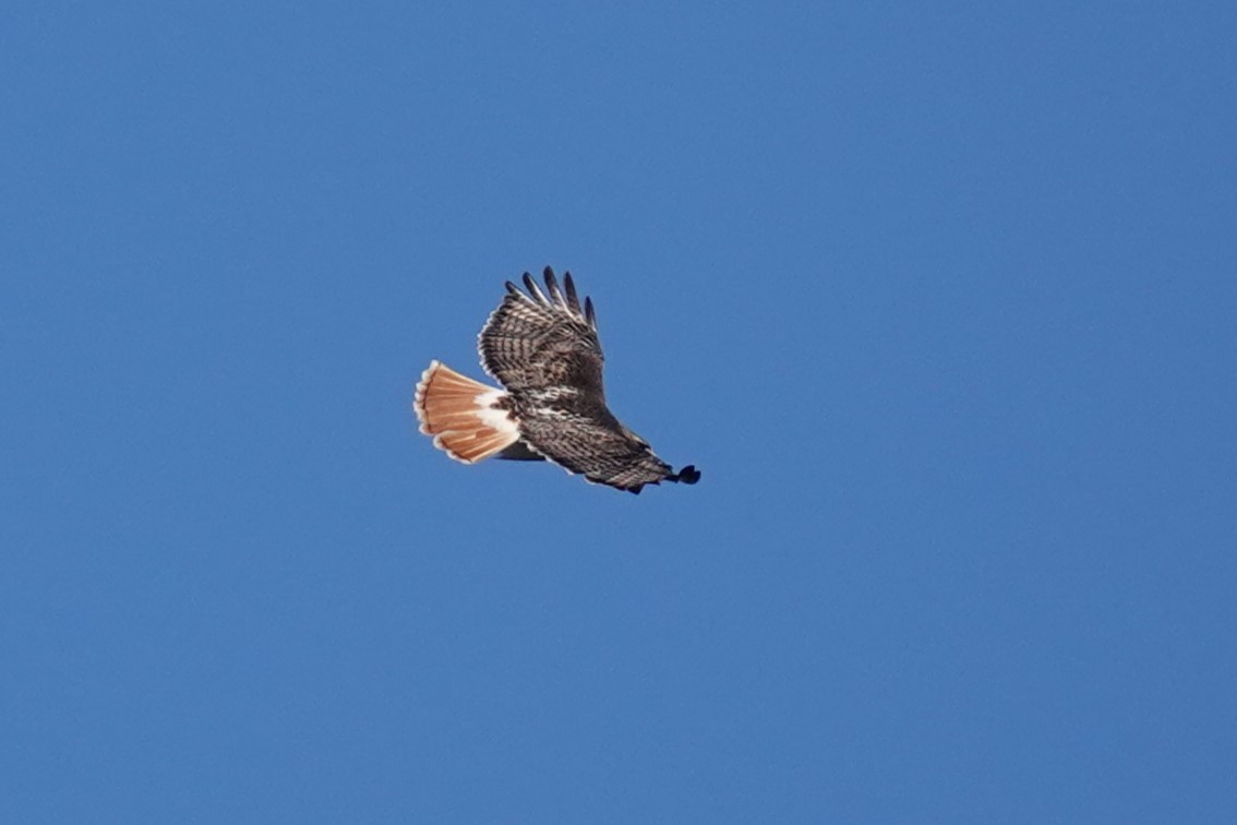 Red-tailed Hawk - ML619568460