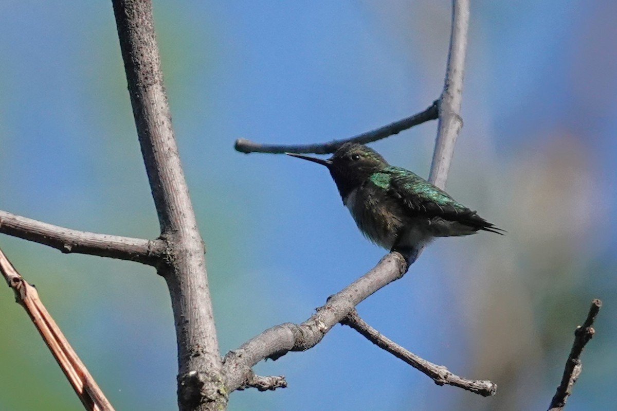 Ruby-throated Hummingbird - ML619568461