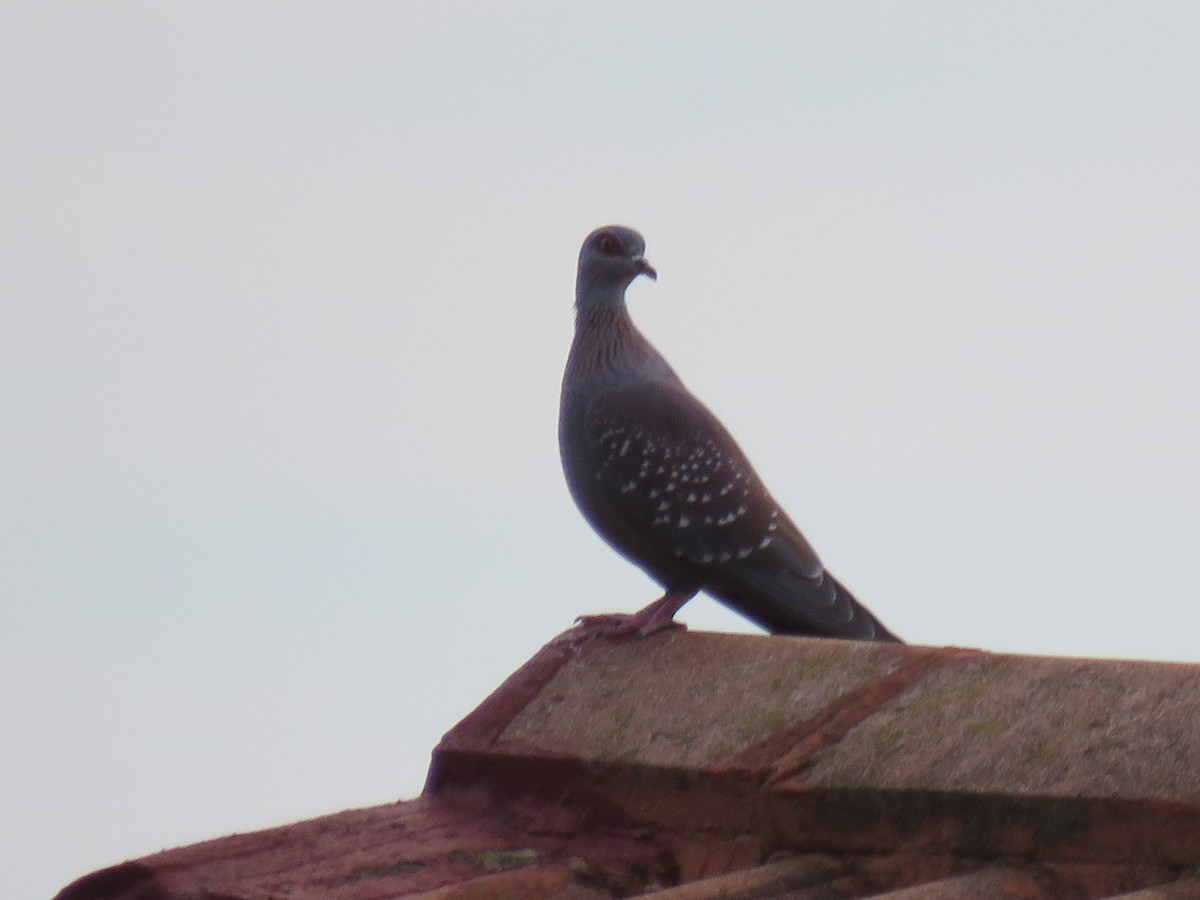 Speckled Pigeon - ML619568473