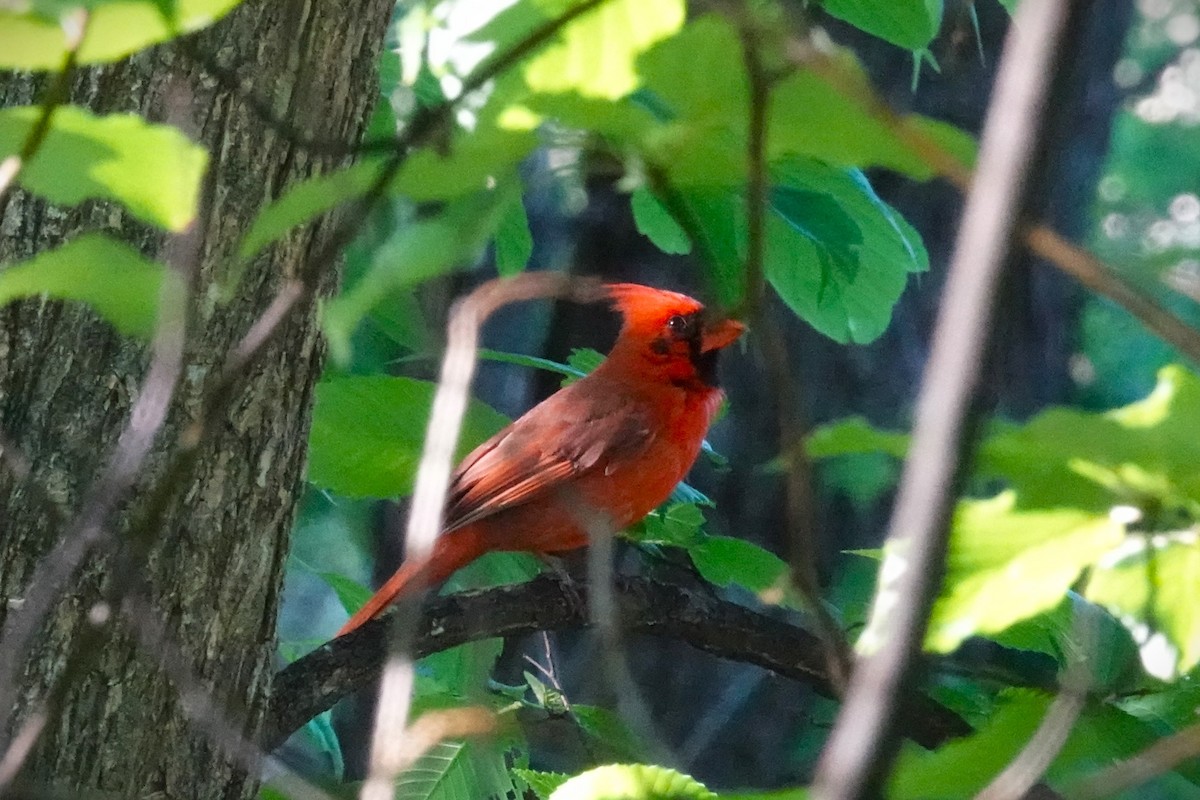 Cardinal rouge - ML619568507