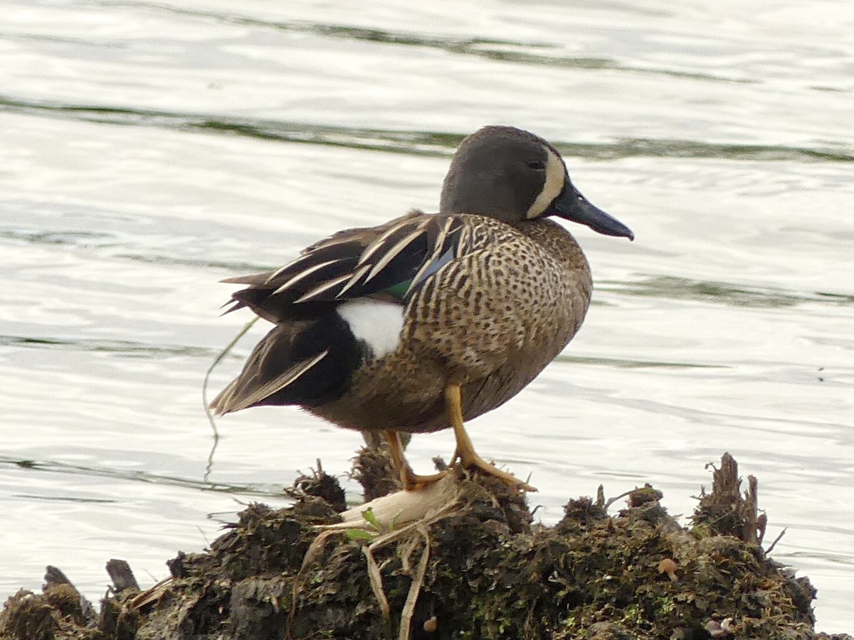 Blue-winged Teal - ML619568513