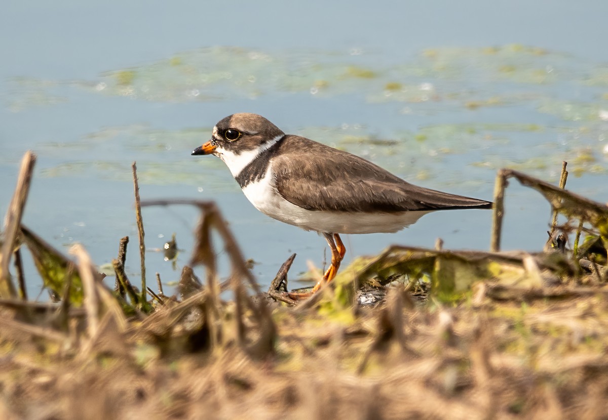 Semipalmated Plover - ML619568524