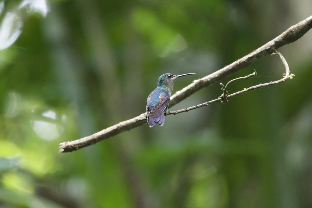 Rufous-tailed Hummingbird - ML619568533