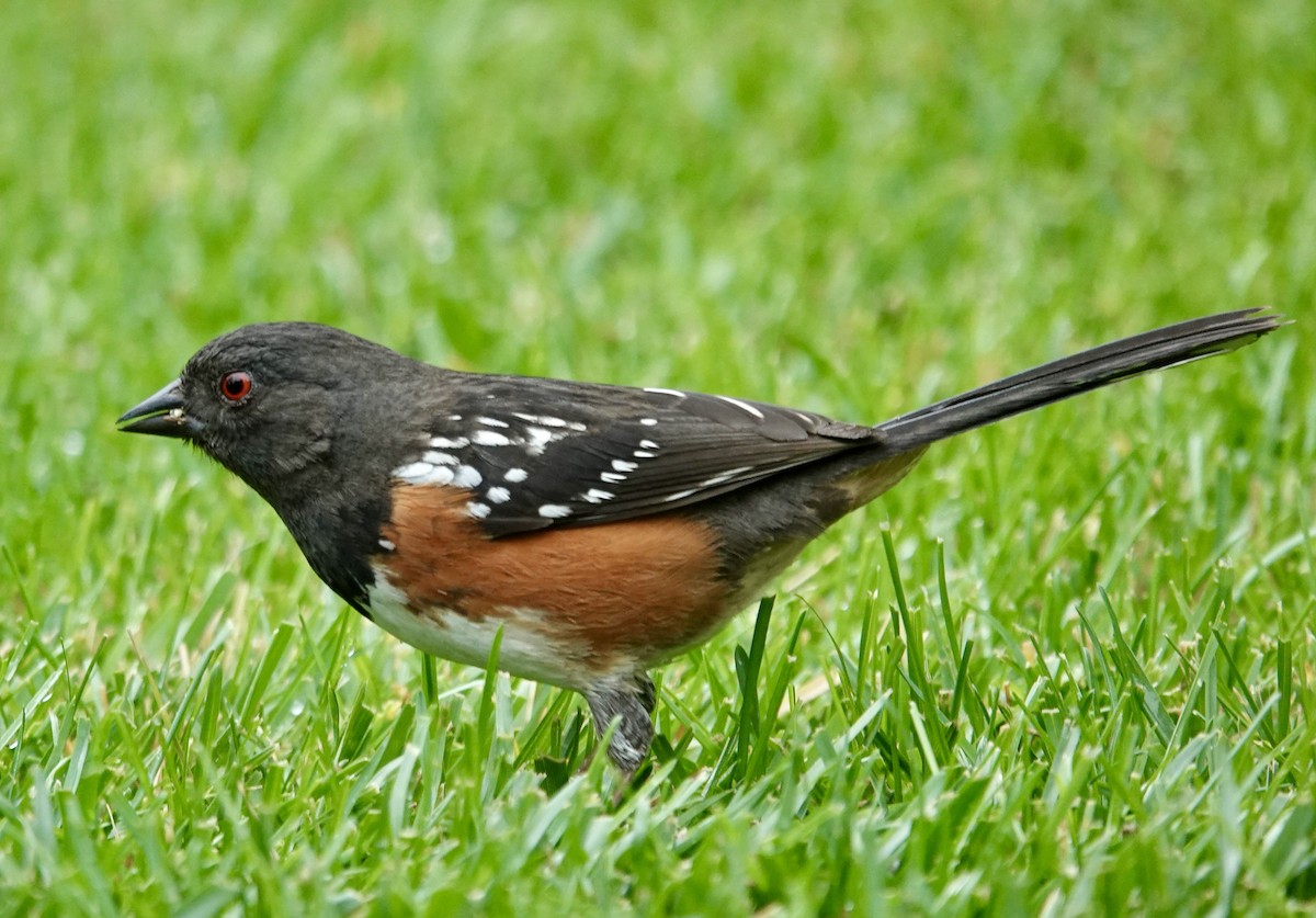 Spotted Towhee - ML619568543