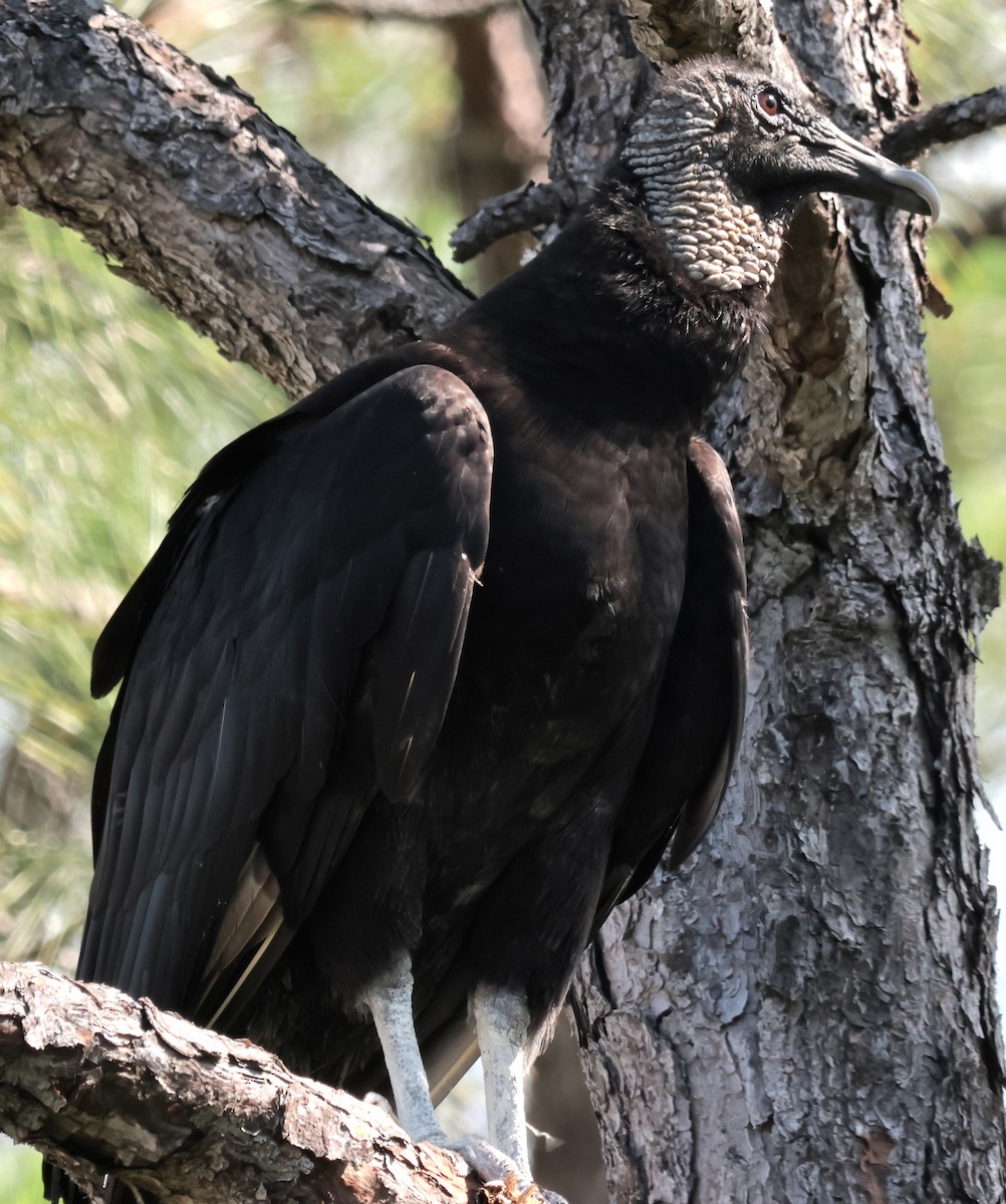 Black Vulture - ML619568594