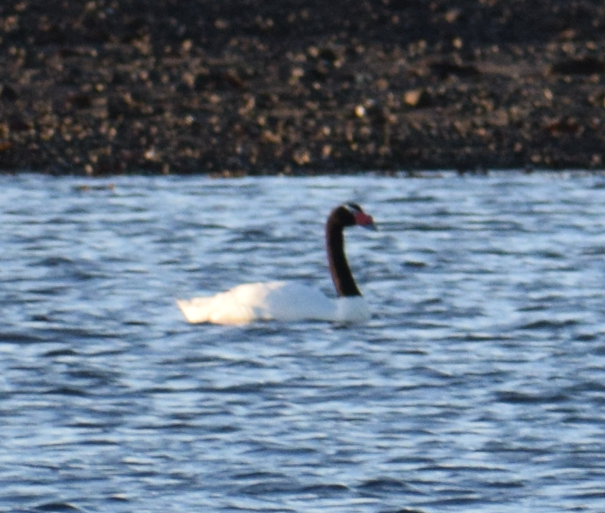 Black-necked Swan - ML619568629