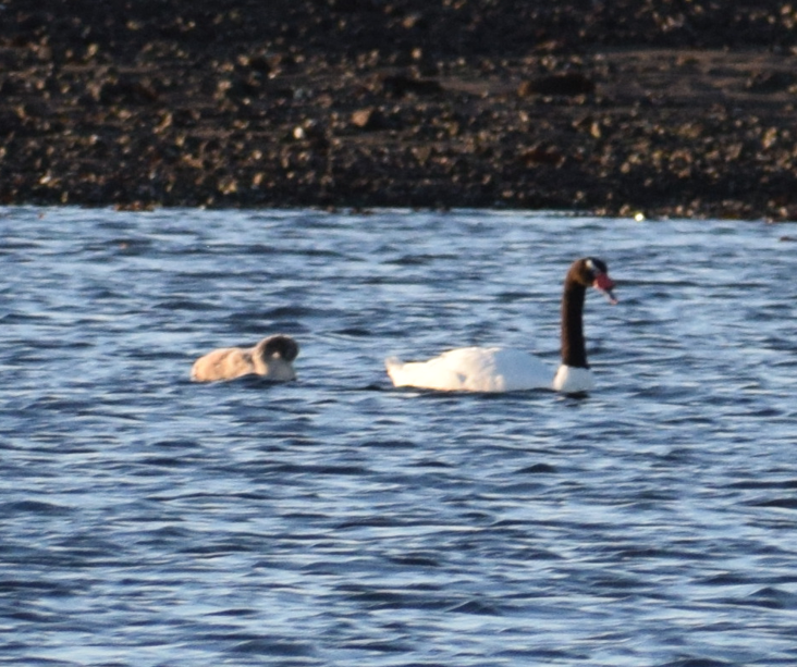 Black-necked Swan - ML619568630