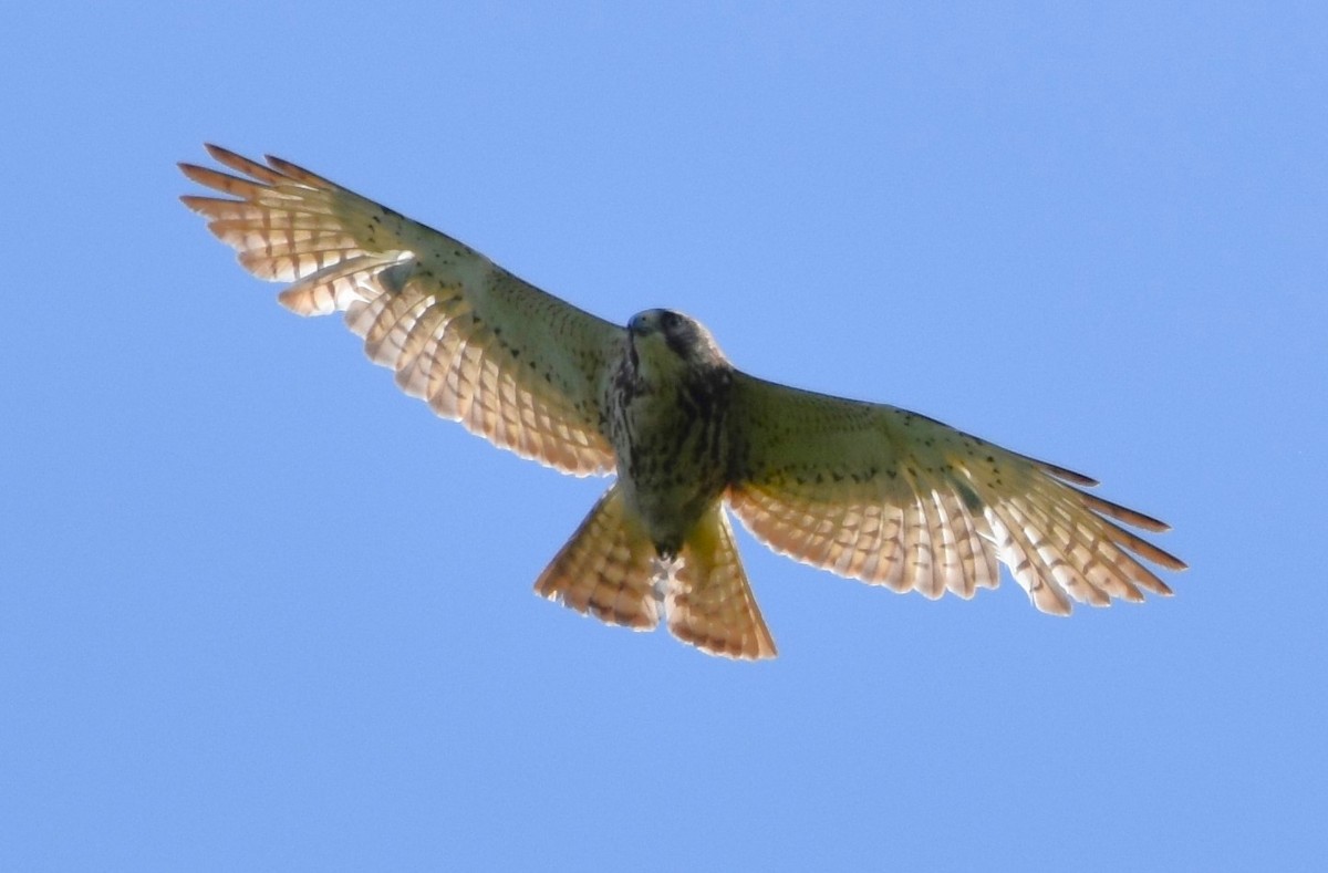 Red-tailed Hawk - ML619568650