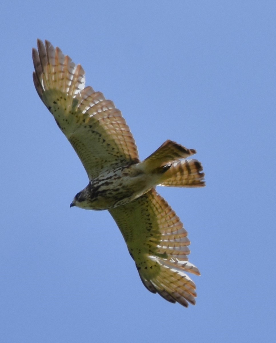 Red-tailed Hawk - ML619568653