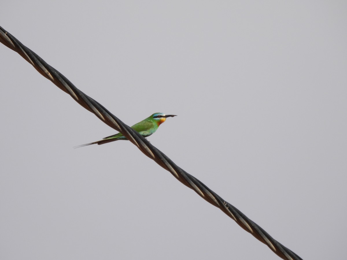 Blue-cheeked Bee-eater - ML619568714