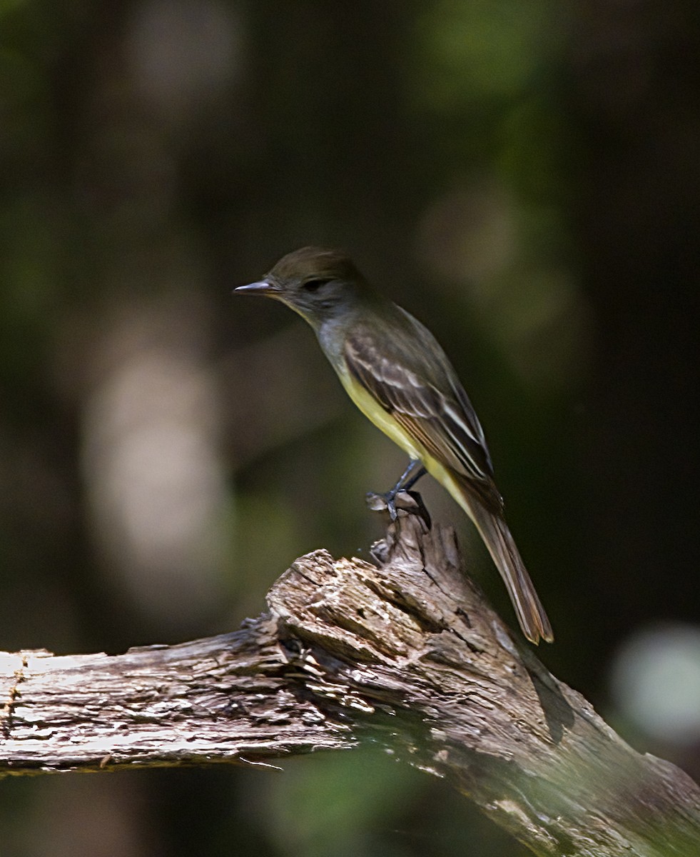 Great Crested Flycatcher - ML619568795