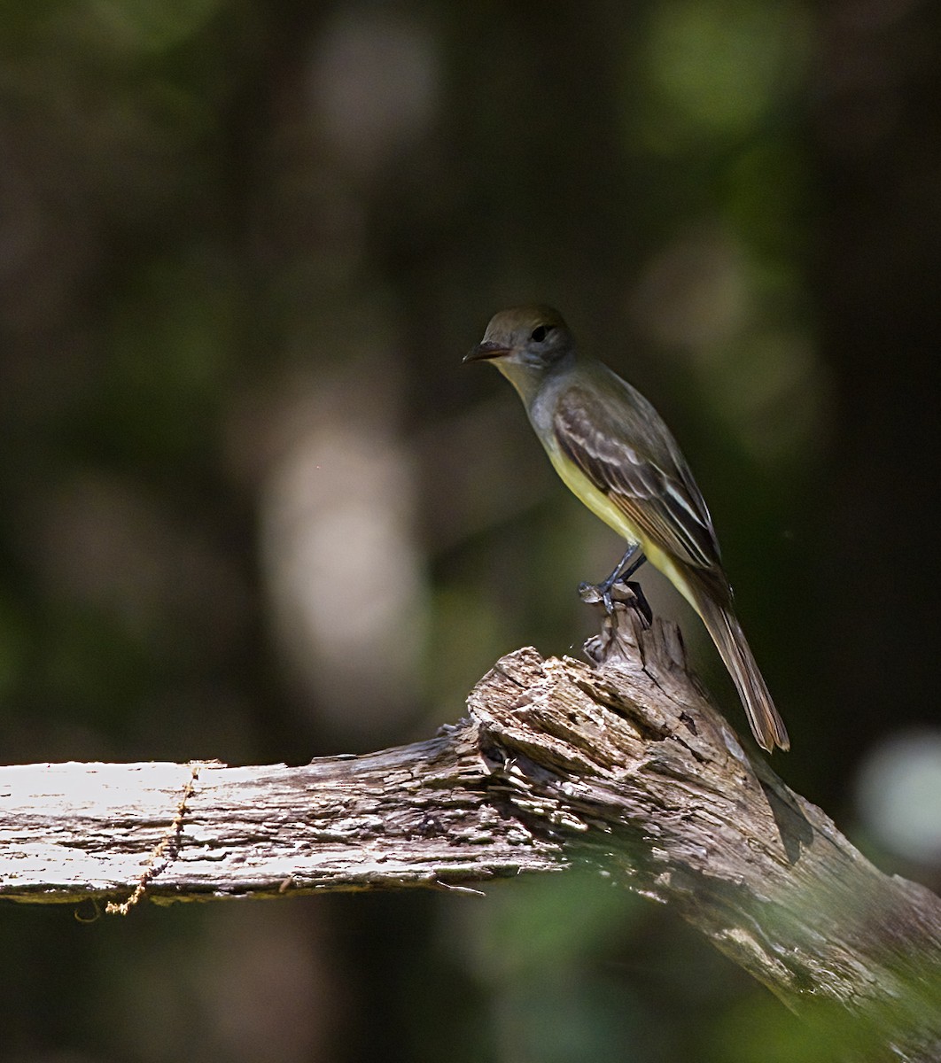 Great Crested Flycatcher - ML619568798