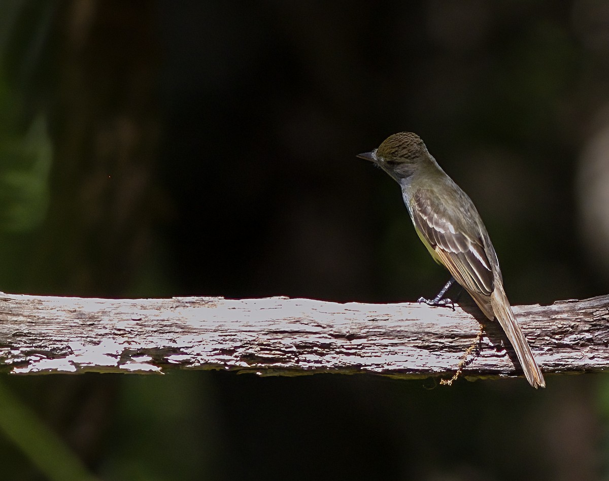 Great Crested Flycatcher - ML619568799