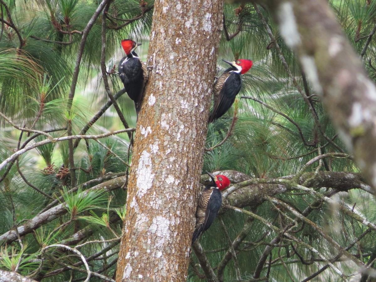 Crimson-crested Woodpecker - ML619568800