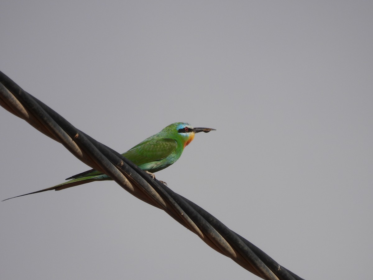 Blue-cheeked Bee-eater - ML619568824