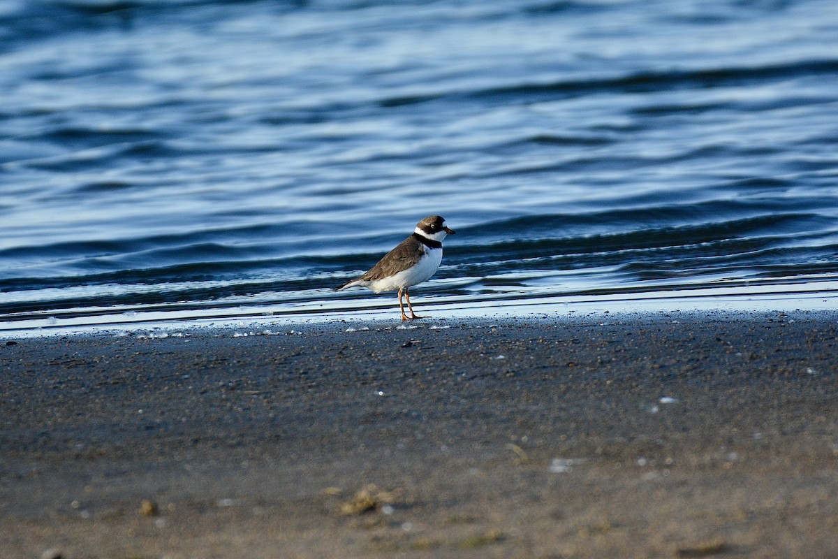 Semipalmated Plover - ML619568838