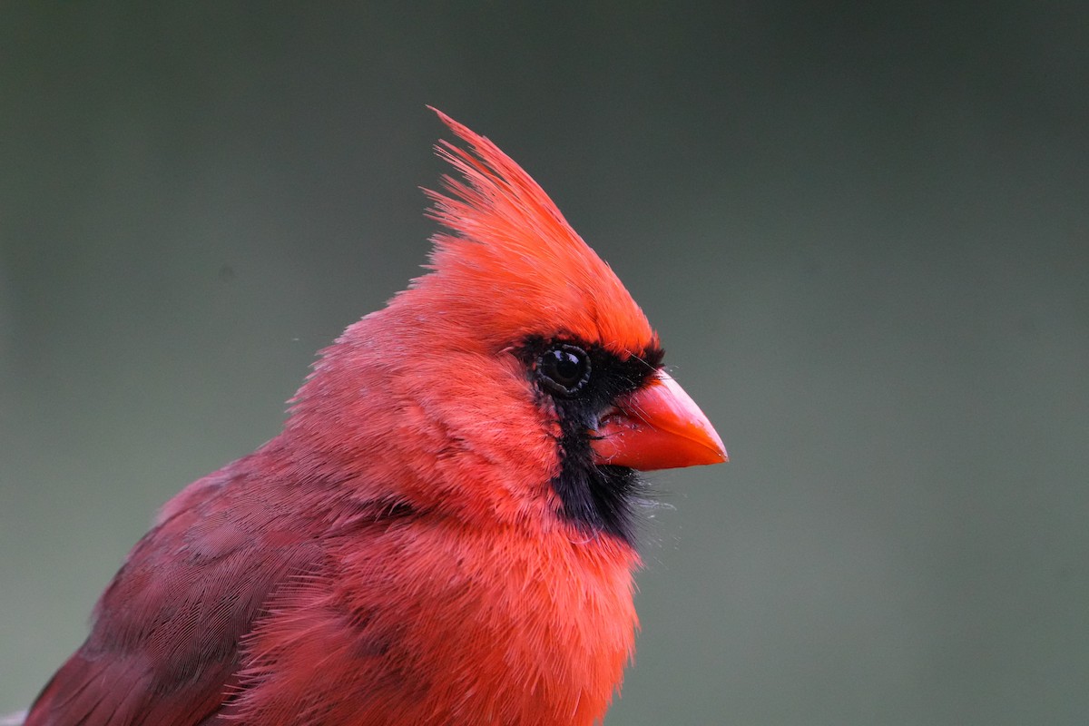 Cardinal rouge - ML619568854