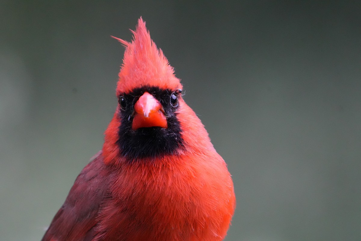 Cardinal rouge - ML619568855