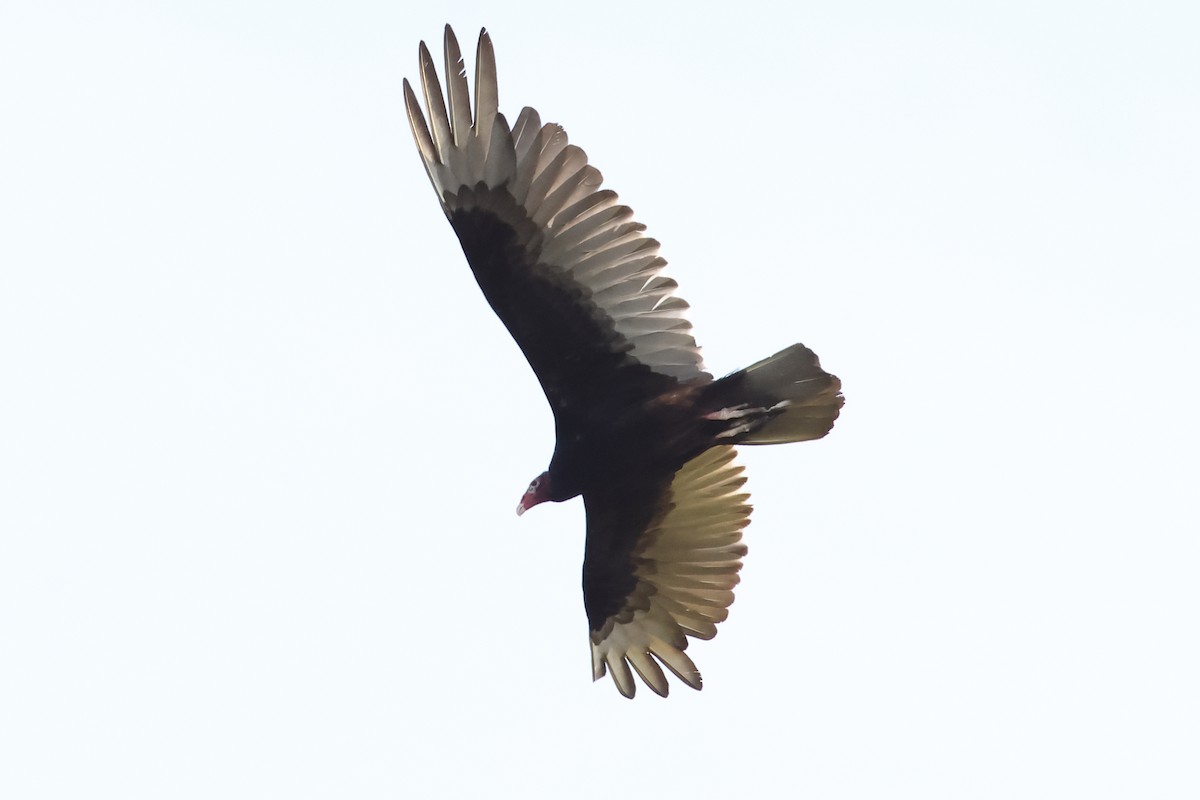 Turkey Vulture - ML619568871