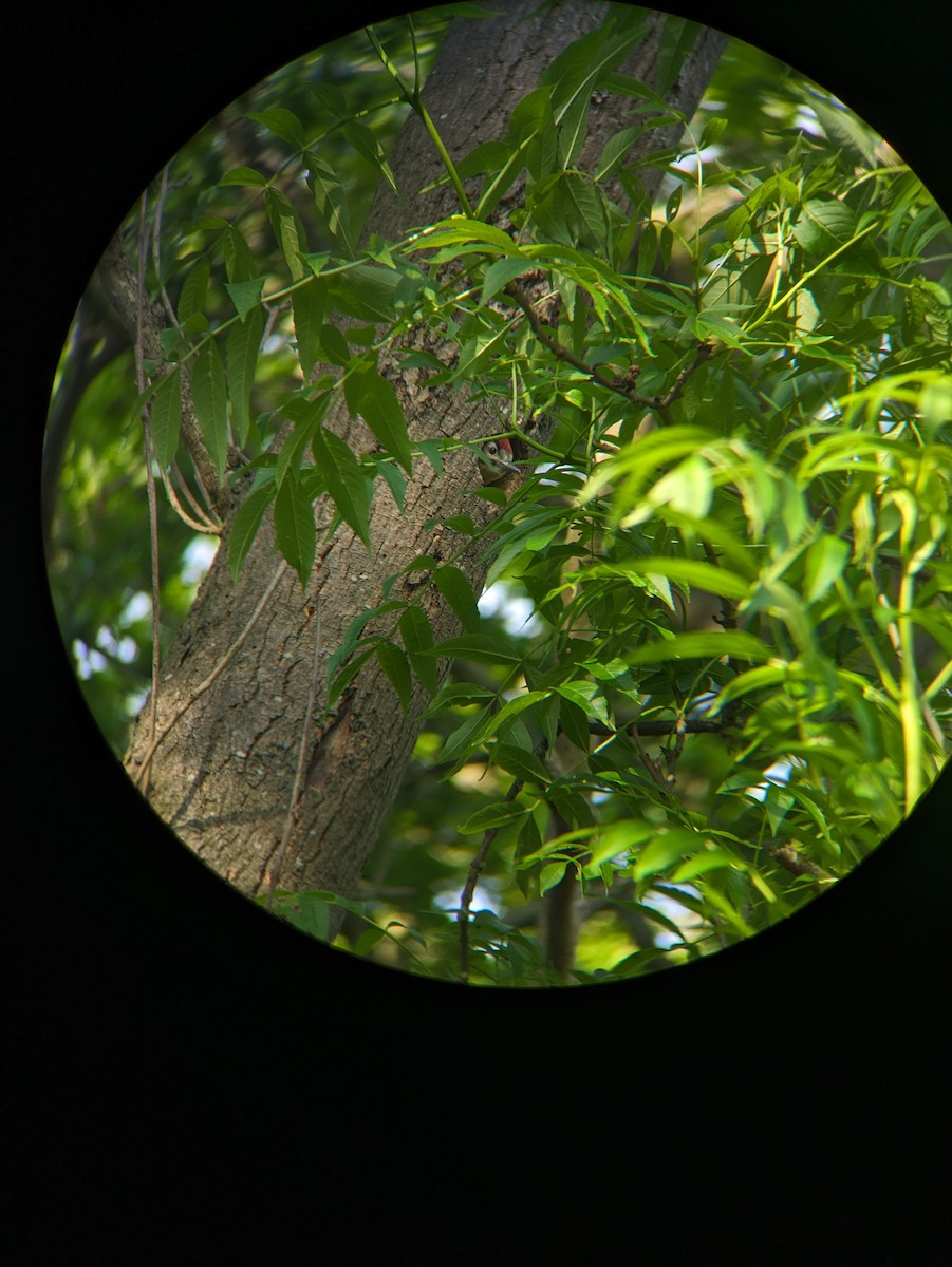 Great Spotted Woodpecker - ML619568873