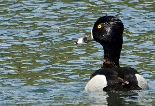 Ring-necked Duck - ML619568904