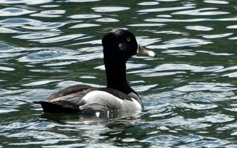 Ring-necked Duck - ML619568905