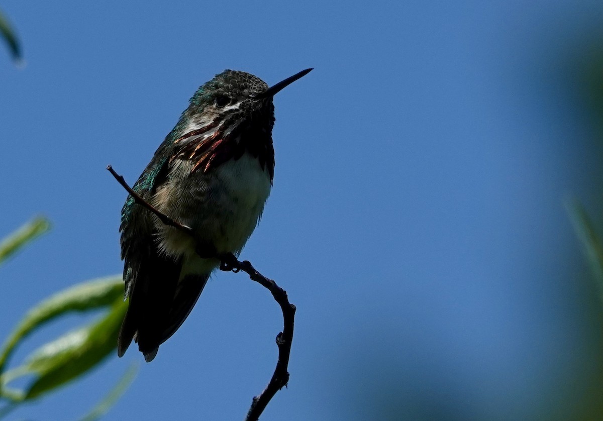 Calliope Hummingbird - ML619568965