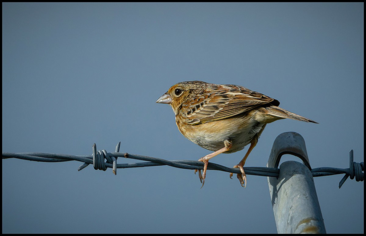 Grasshopper Sparrow - ML619569087