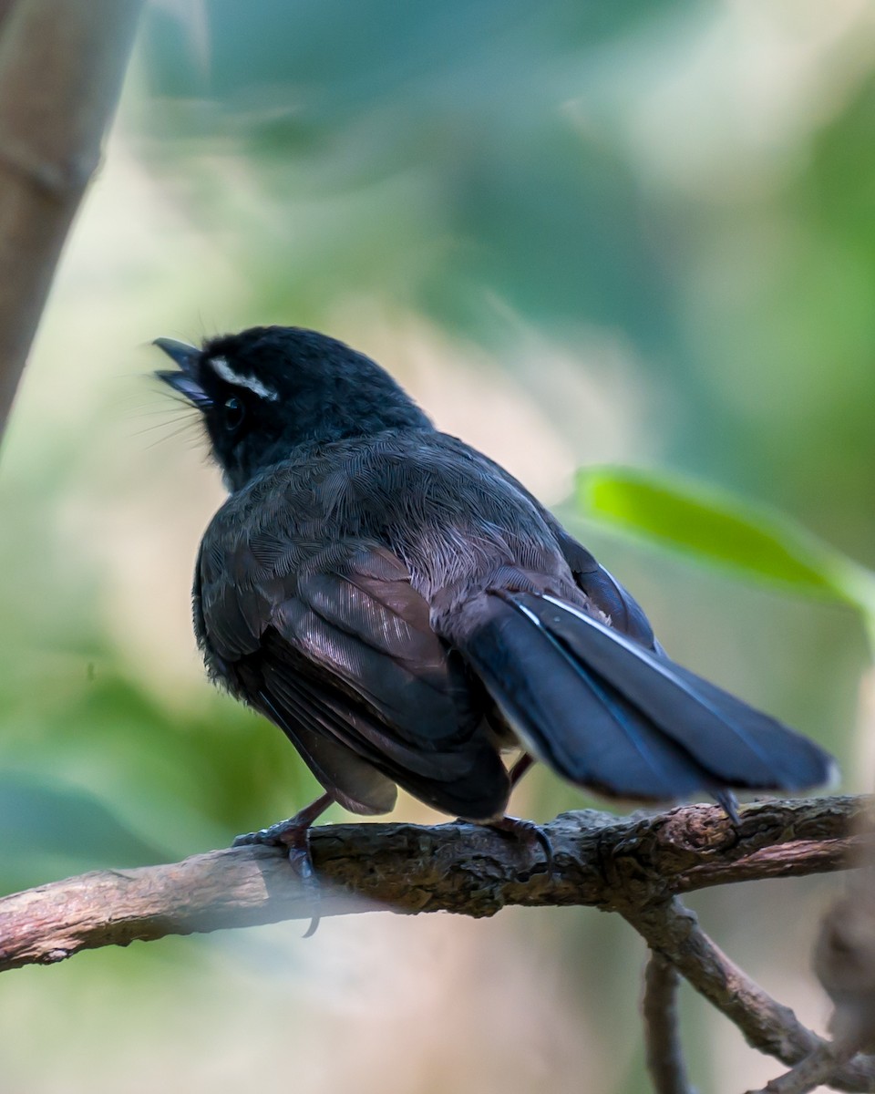 White-throated Fantail - ML619569115
