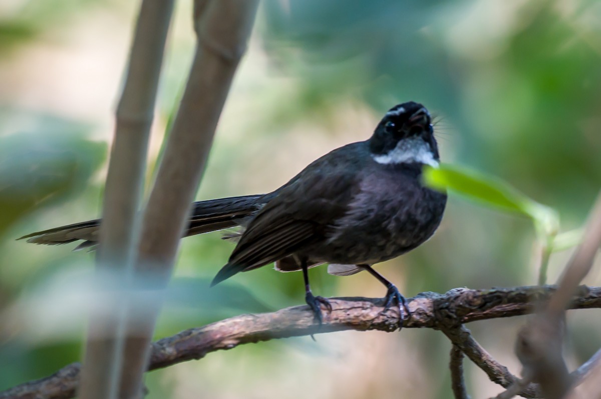 White-throated Fantail - ML619569116