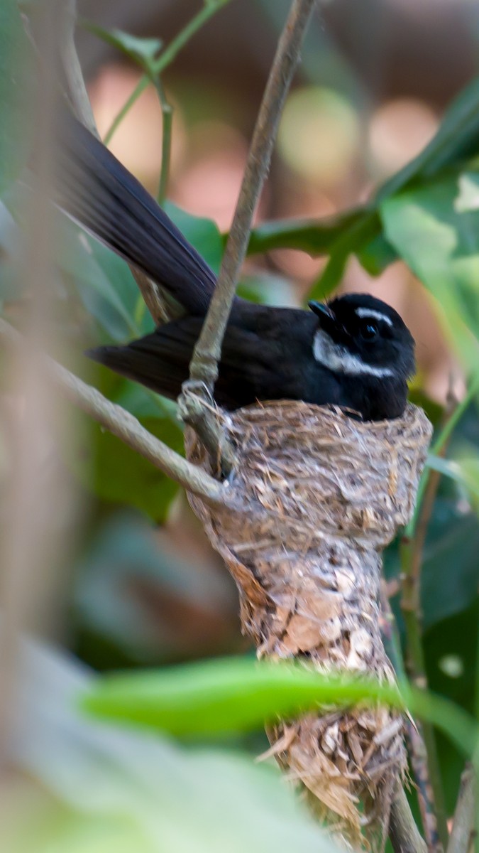 White-throated Fantail - ML619569118