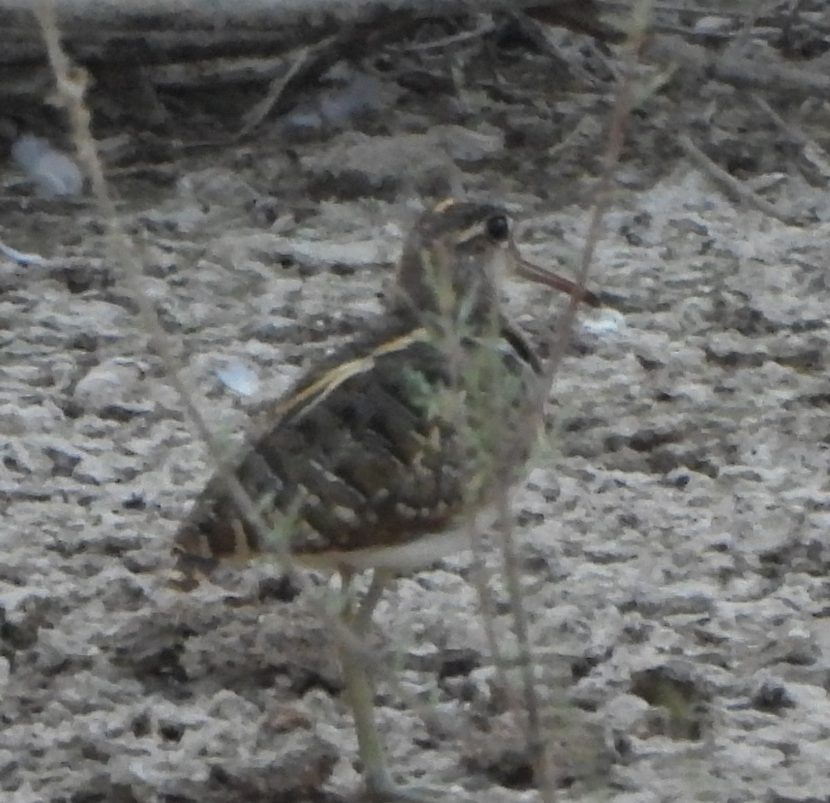 Greater Painted-Snipe - ML619569166