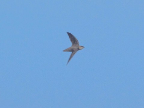 Chimney Swift - Roger Horn