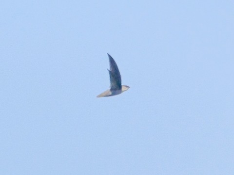 Chimney Swift - Roger Horn