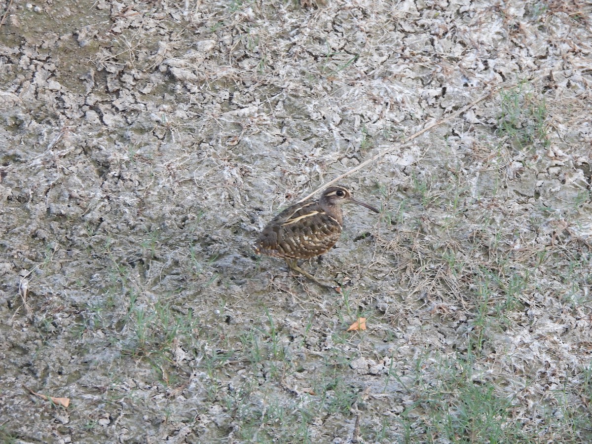 Greater Painted-Snipe - ML619569170
