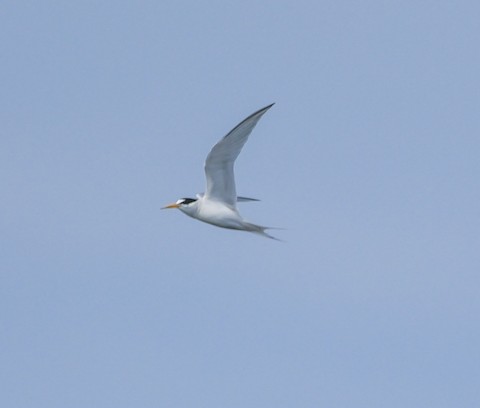 Least Tern - Roger Horn