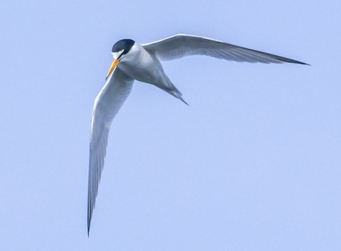 Least Tern - Roger Horn