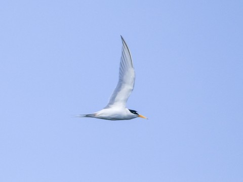 Least Tern - Roger Horn