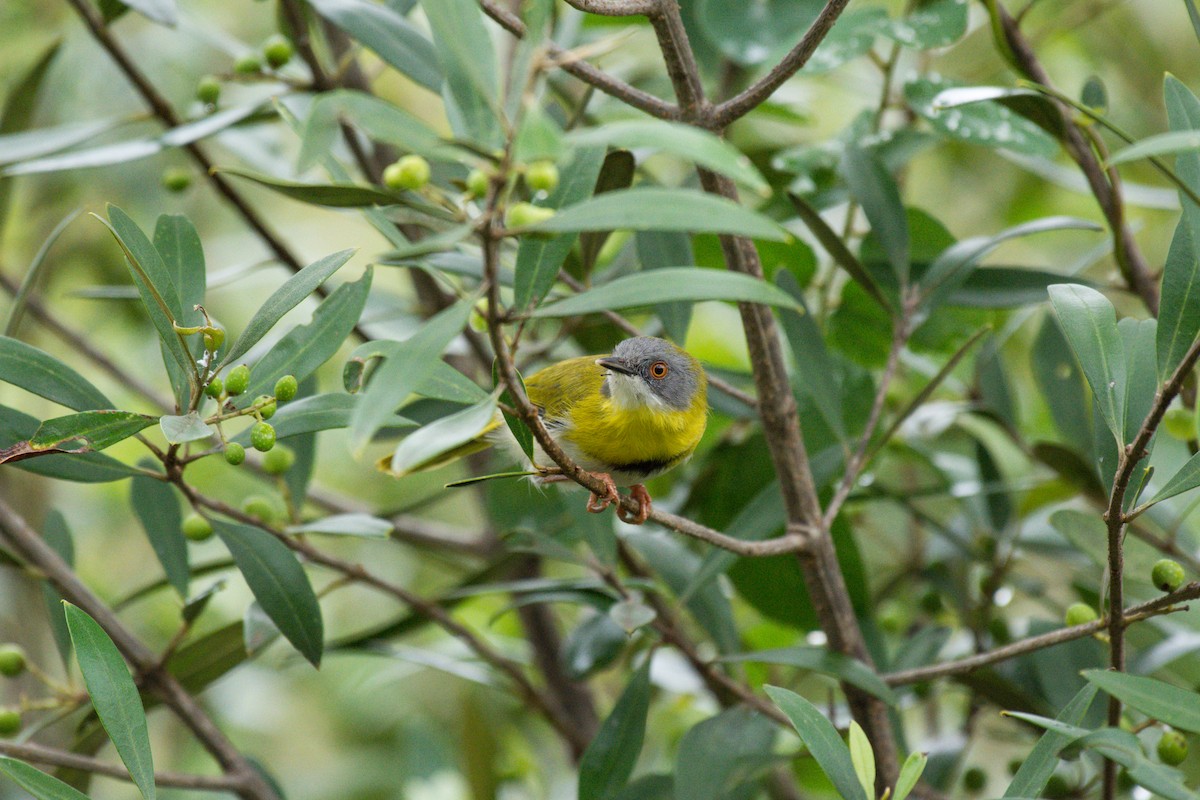 Yellow-breasted Apalis - ML619569190