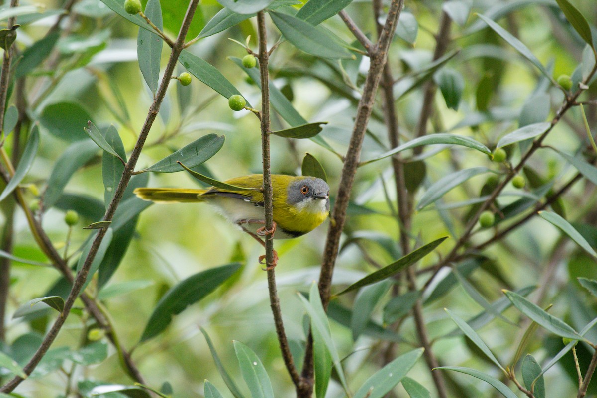Yellow-breasted Apalis - ML619569191