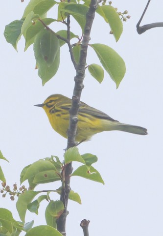 Prairie Warbler - Roger Horn